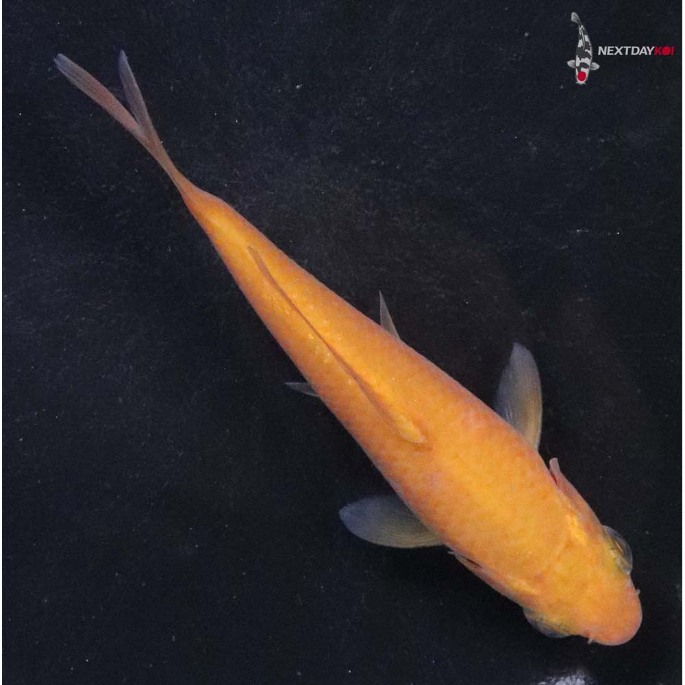 4” Imported Chagoi