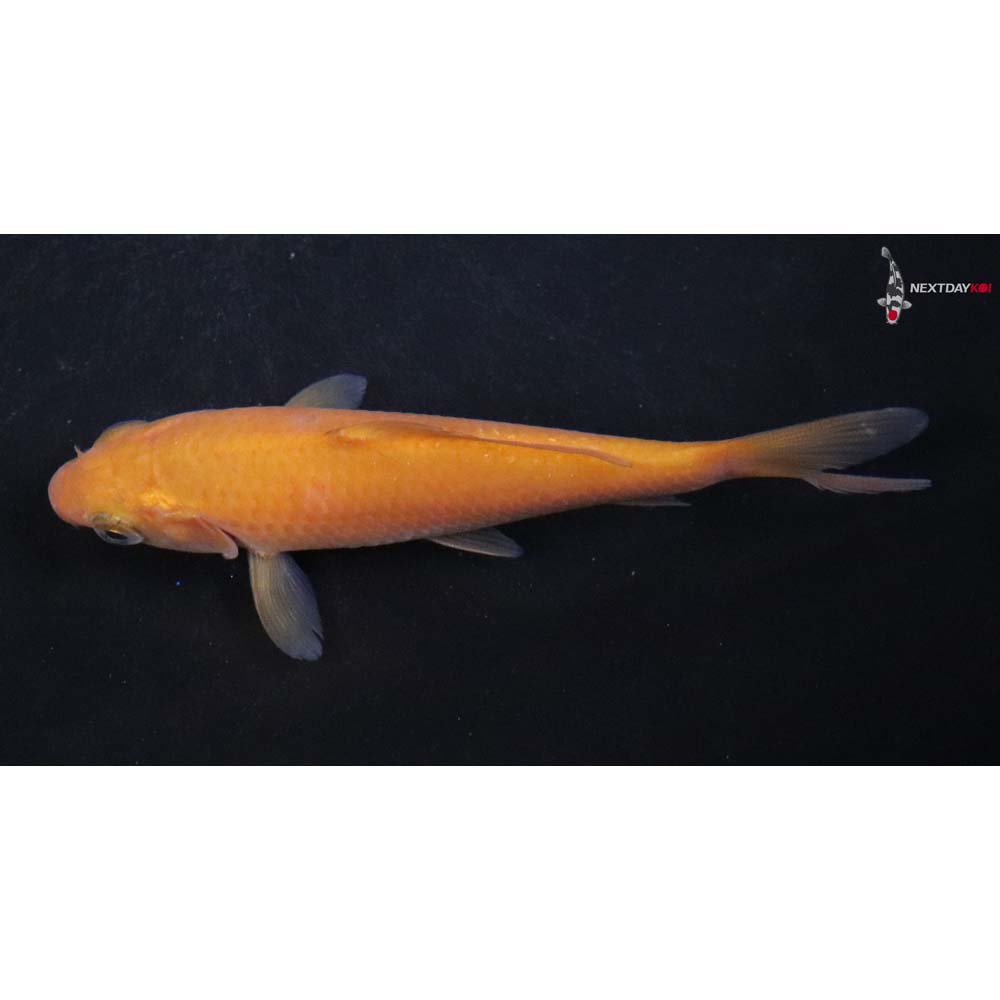 4” Imported Chagoi