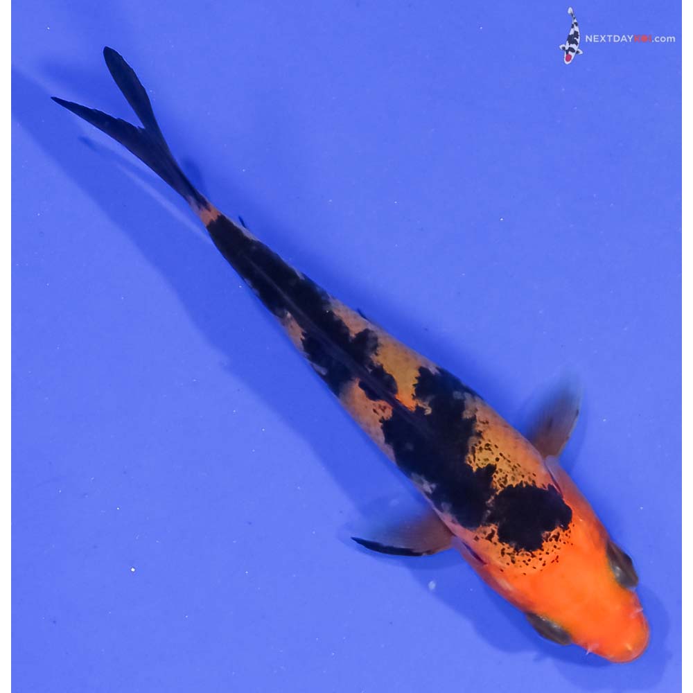 3.5” Imported Aka Bekko