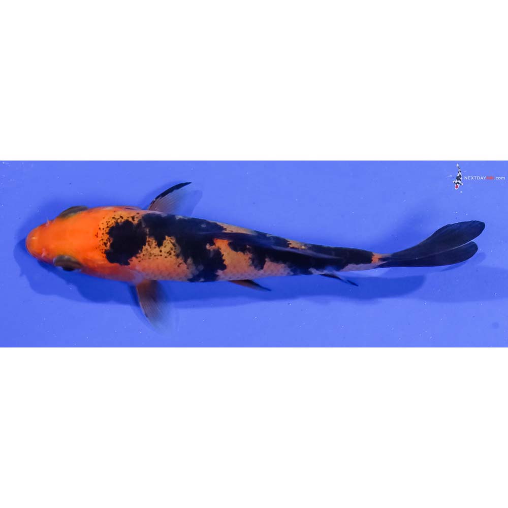 3.5” Imported Aka Bekko