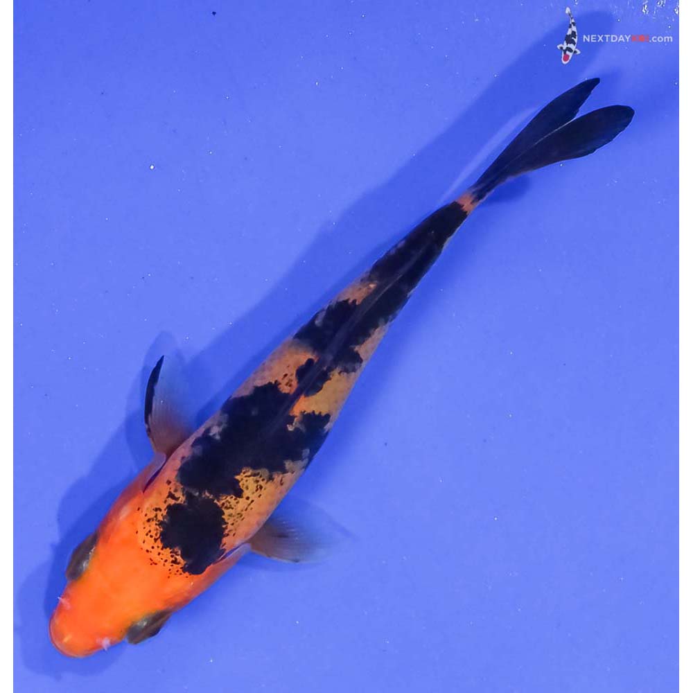 3.5” Imported Aka Bekko