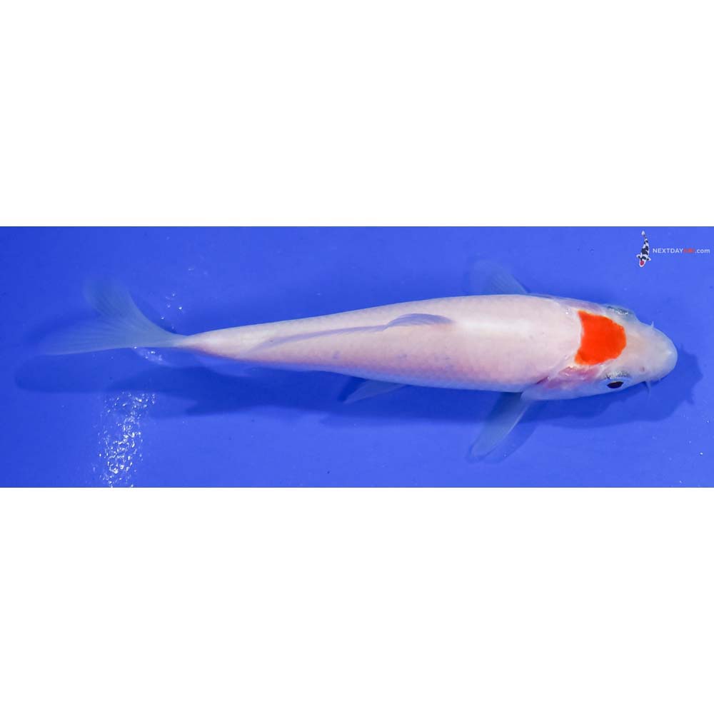 3.5” Imported Kohaku