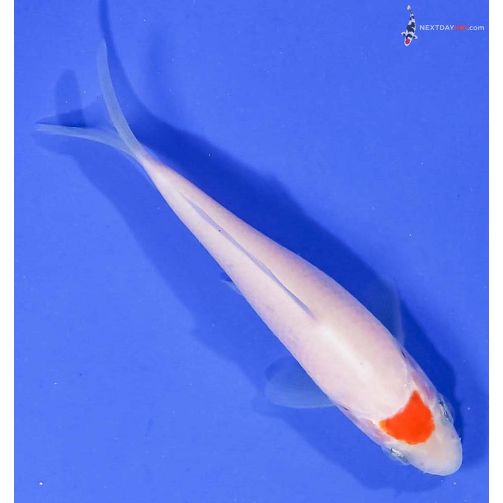 3.5” Imported Kohaku