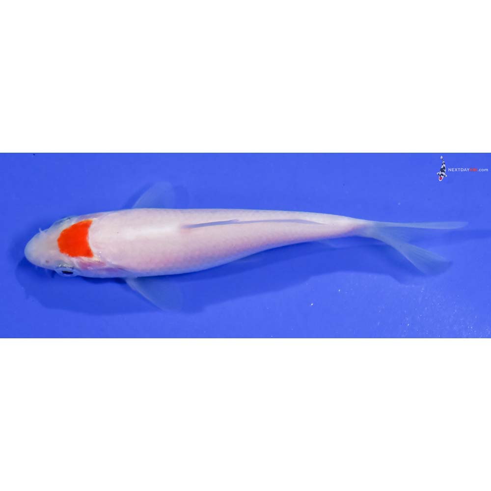 3.5” Imported Kohaku