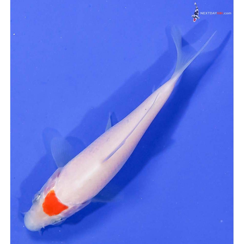 3.5” Imported Kohaku