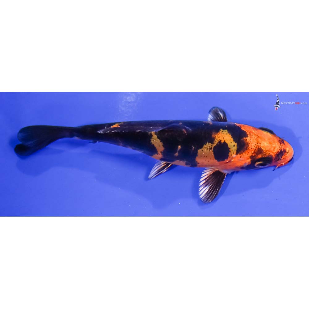 4” Imported Doitsu Kin Aka Bekko