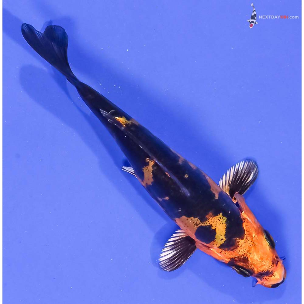 4” Imported Doitsu Kin Aka Bekko