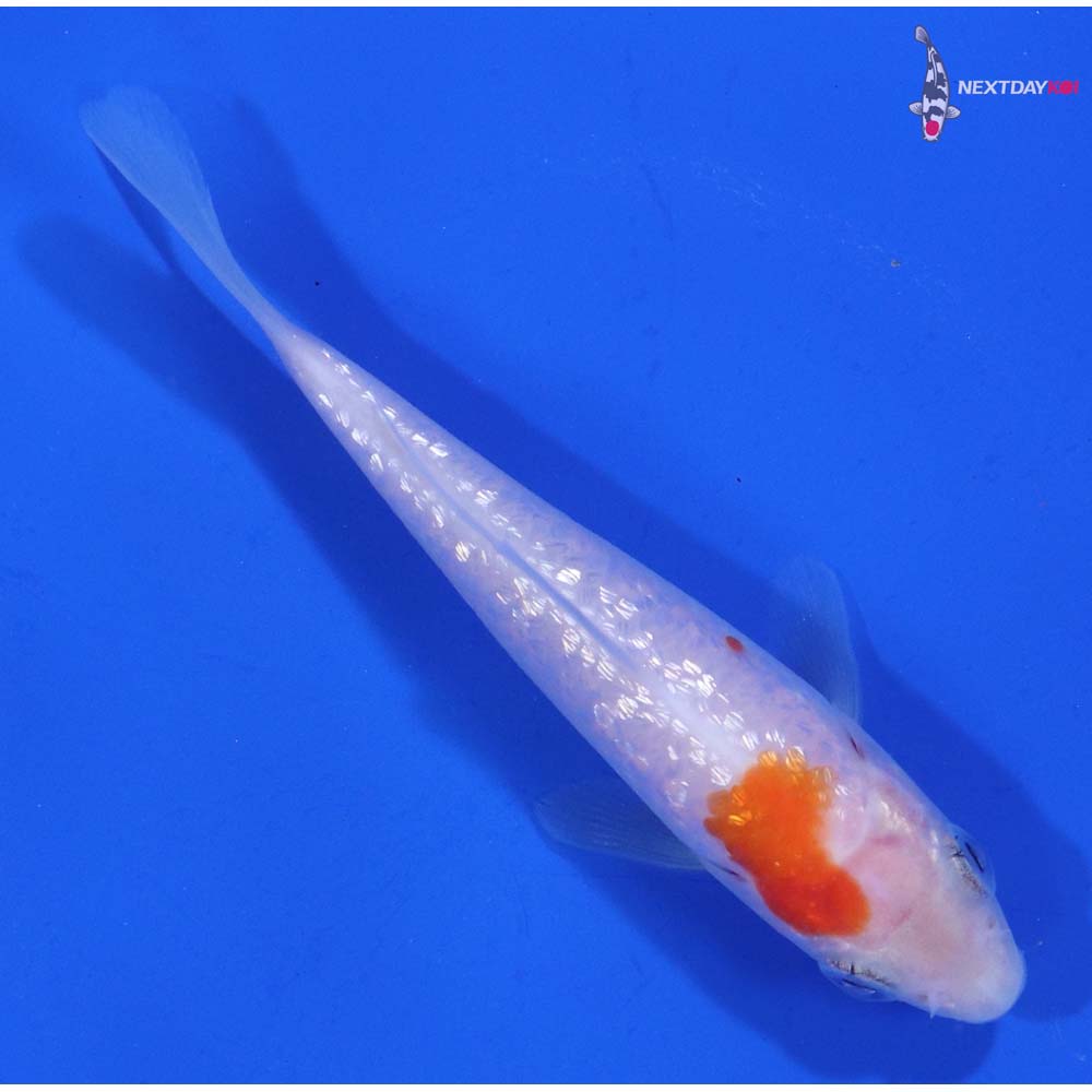 3.5” Imported Gin Rin Kohaku