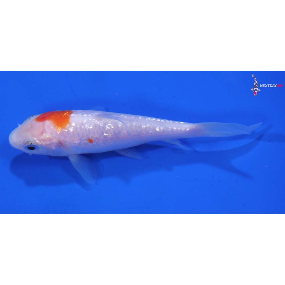 3.5” Imported Gin Rin Kohaku