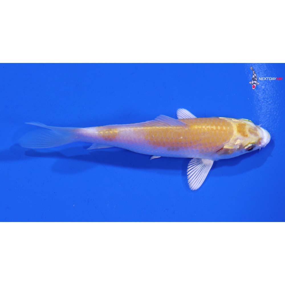 2.5” Imported Lemon Hariwake