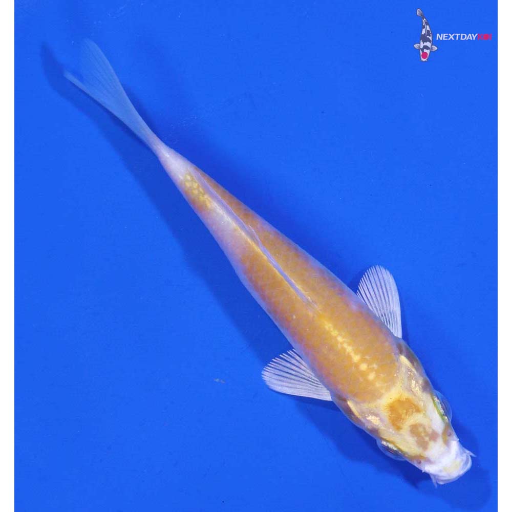 2.5” Imported Lemon Hariwake