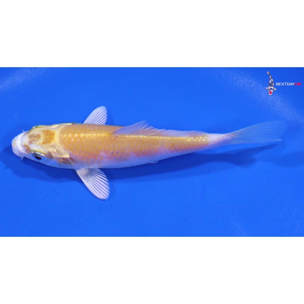 2.5” Imported Lemon Hariwake