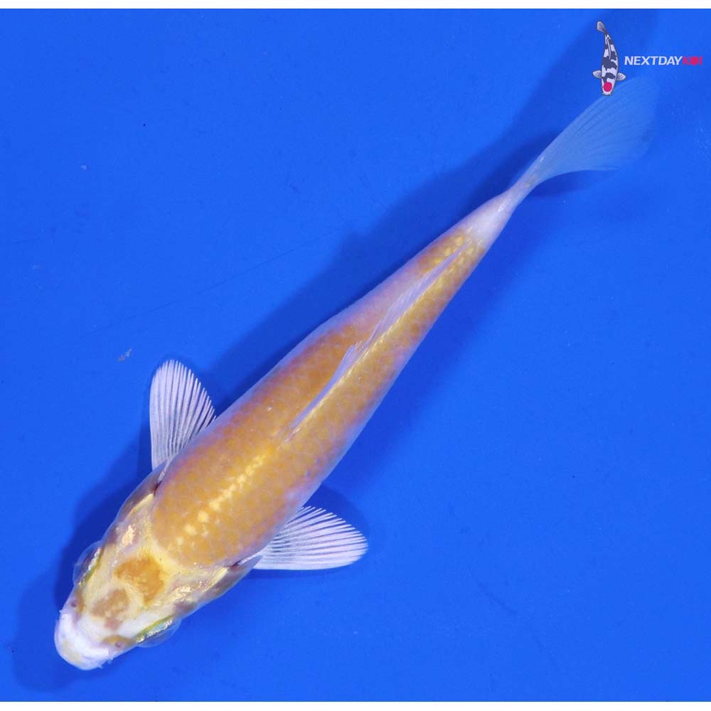 2.5” Imported Lemon Hariwake