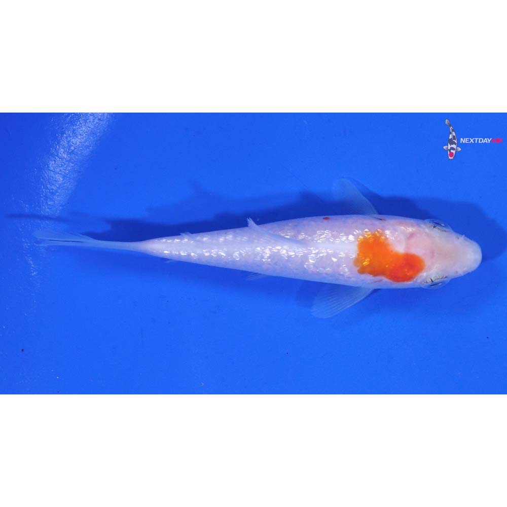 3.5” Imported Gin Rin Kohaku