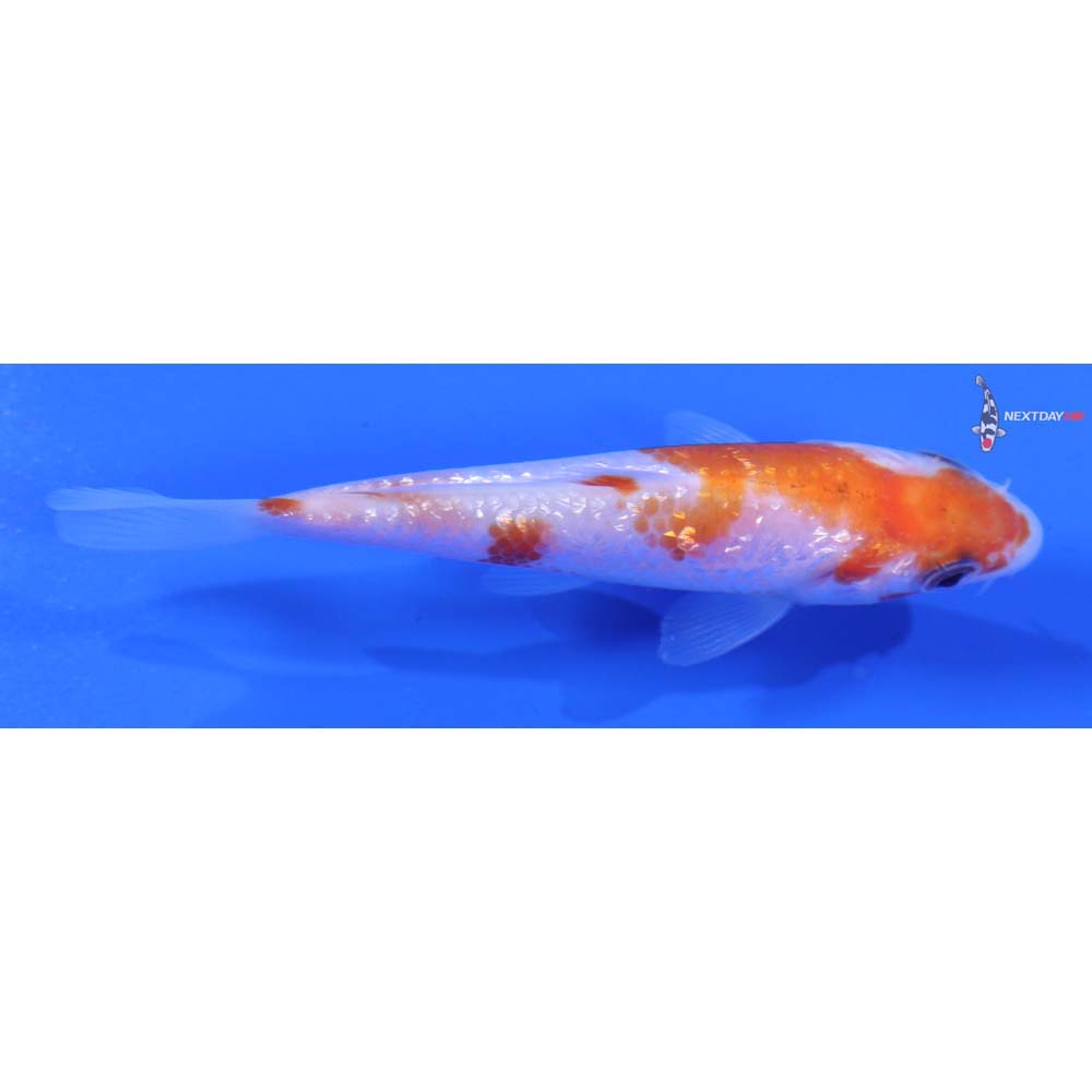 3” Imported Gin Rin Kohaku