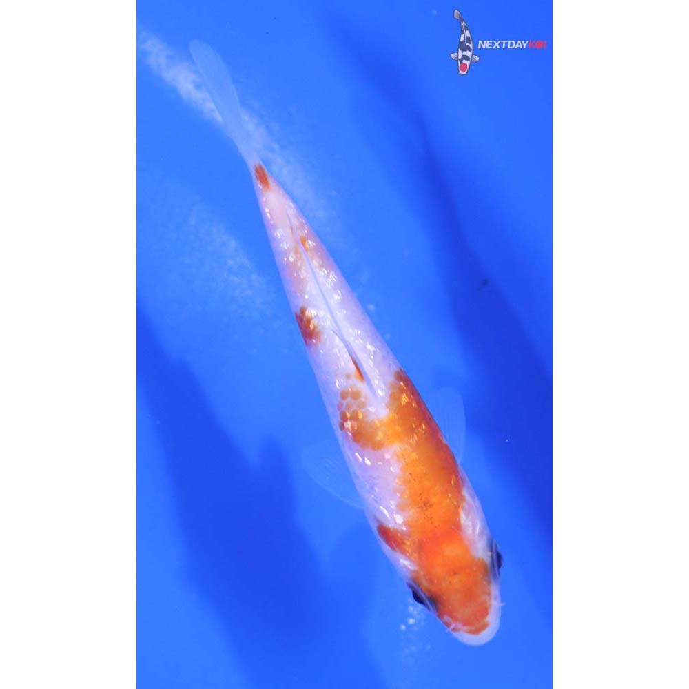 3” Imported Gin Rin Kohaku