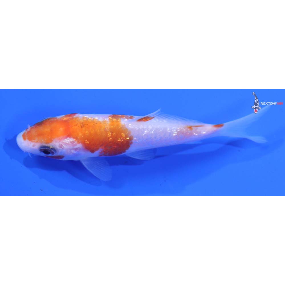 3” Imported Gin Rin Kohaku