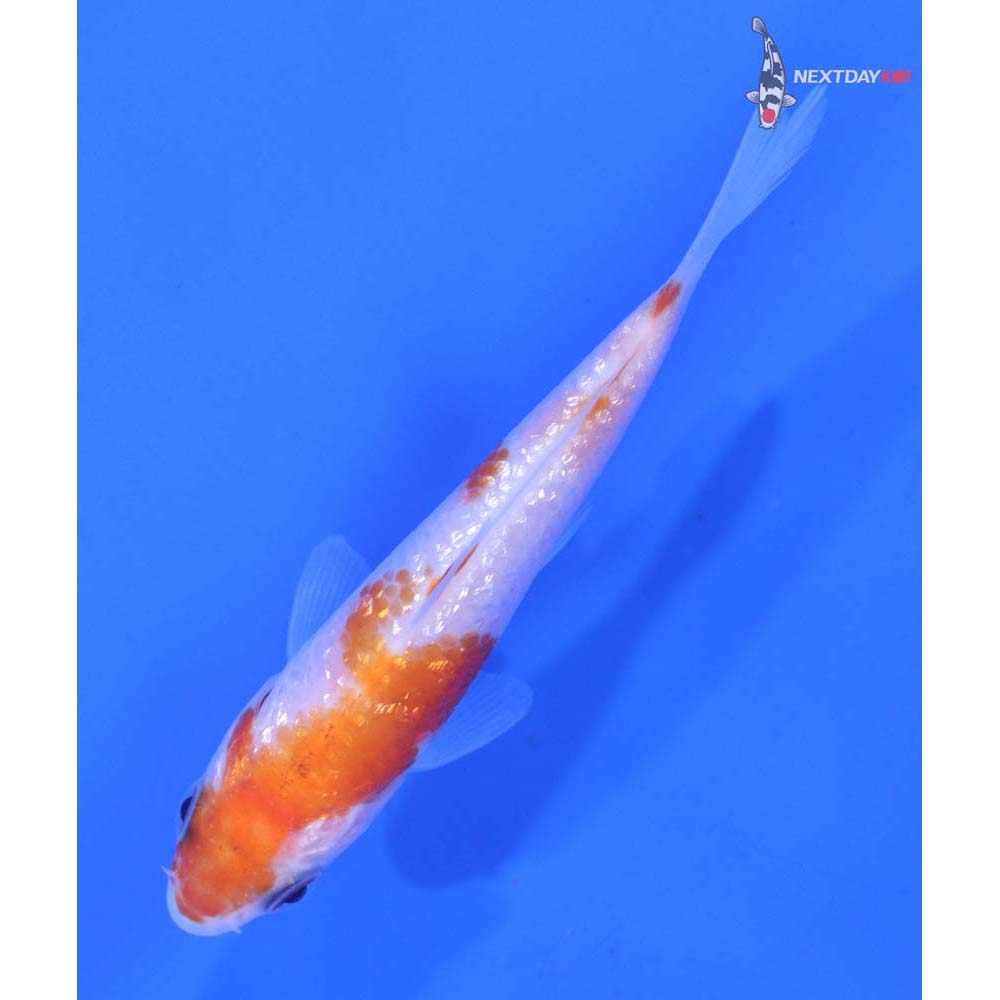 3” Imported Gin Rin Kohaku