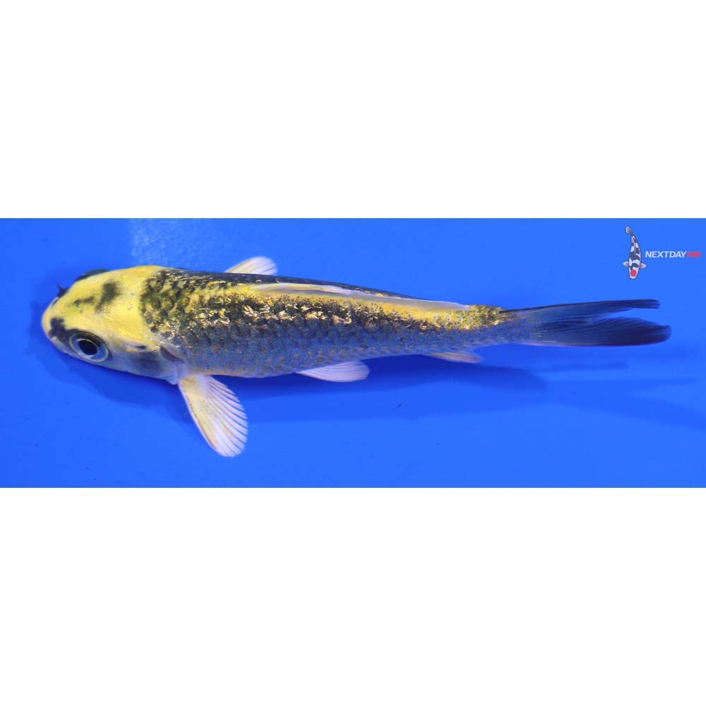 3” Imported Gin Rin Ki Matsuba