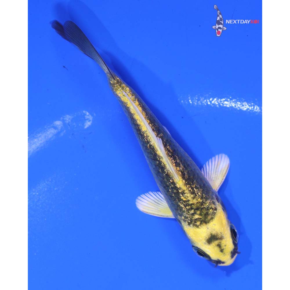 3” Imported Gin Rin Ki Matsuba