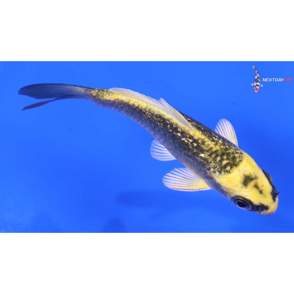 3” Imported Gin Rin Ki Matsuba