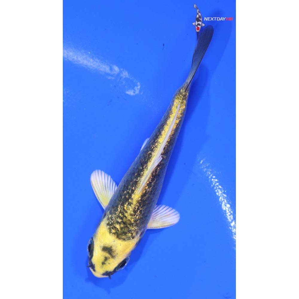 3” Imported Gin Rin Ki Matsuba