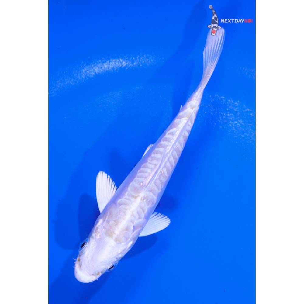 4” Imported Doitsu Platinum Ogon