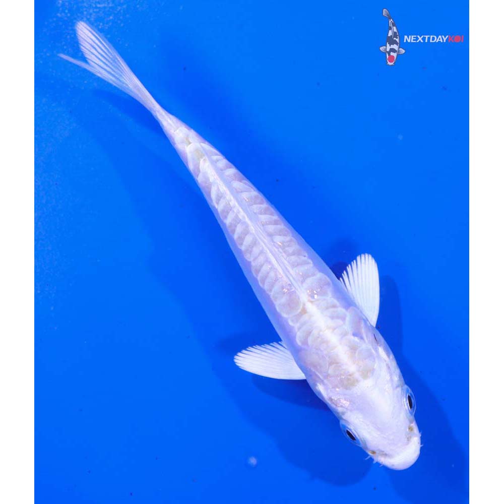 4” Imported Doitsu Platinum Ogon