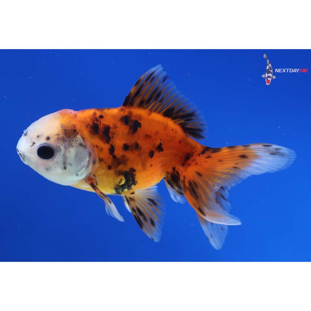 3.5” Imported Calico Oranda