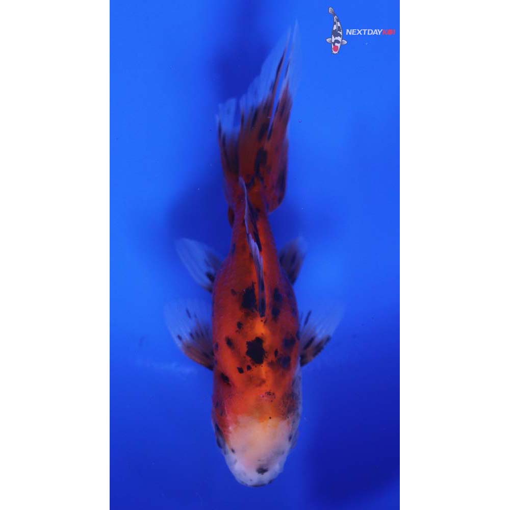 3.5” Imported Calico Oranda