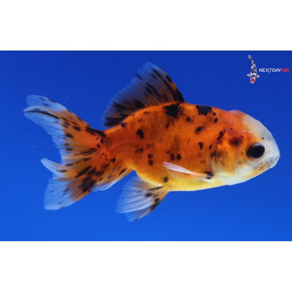 3.5” Imported Calico Oranda