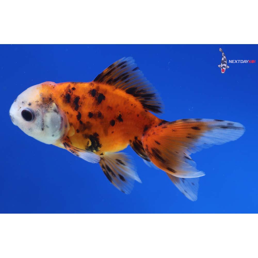 3.5” Imported Calico Oranda