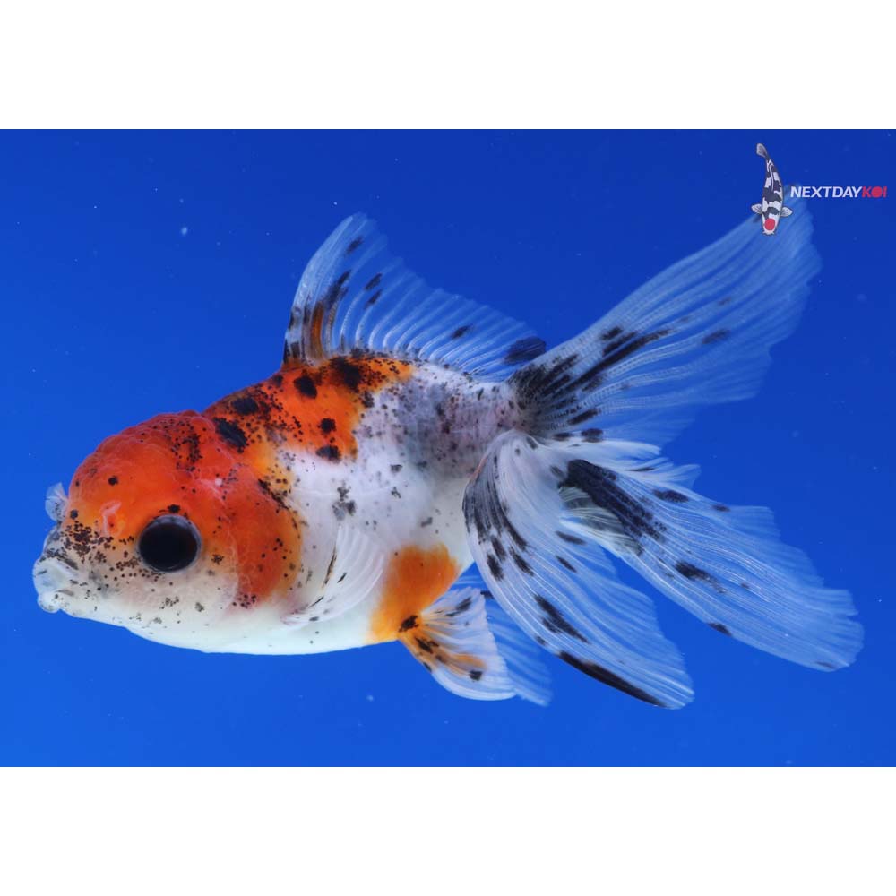 3.5” Imported Calico Oranda
