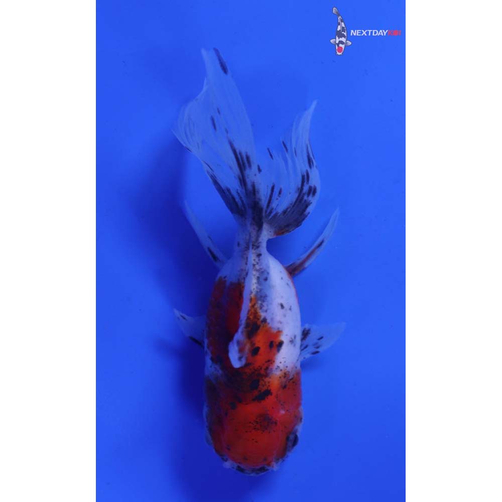 3.5” Imported Calico Oranda