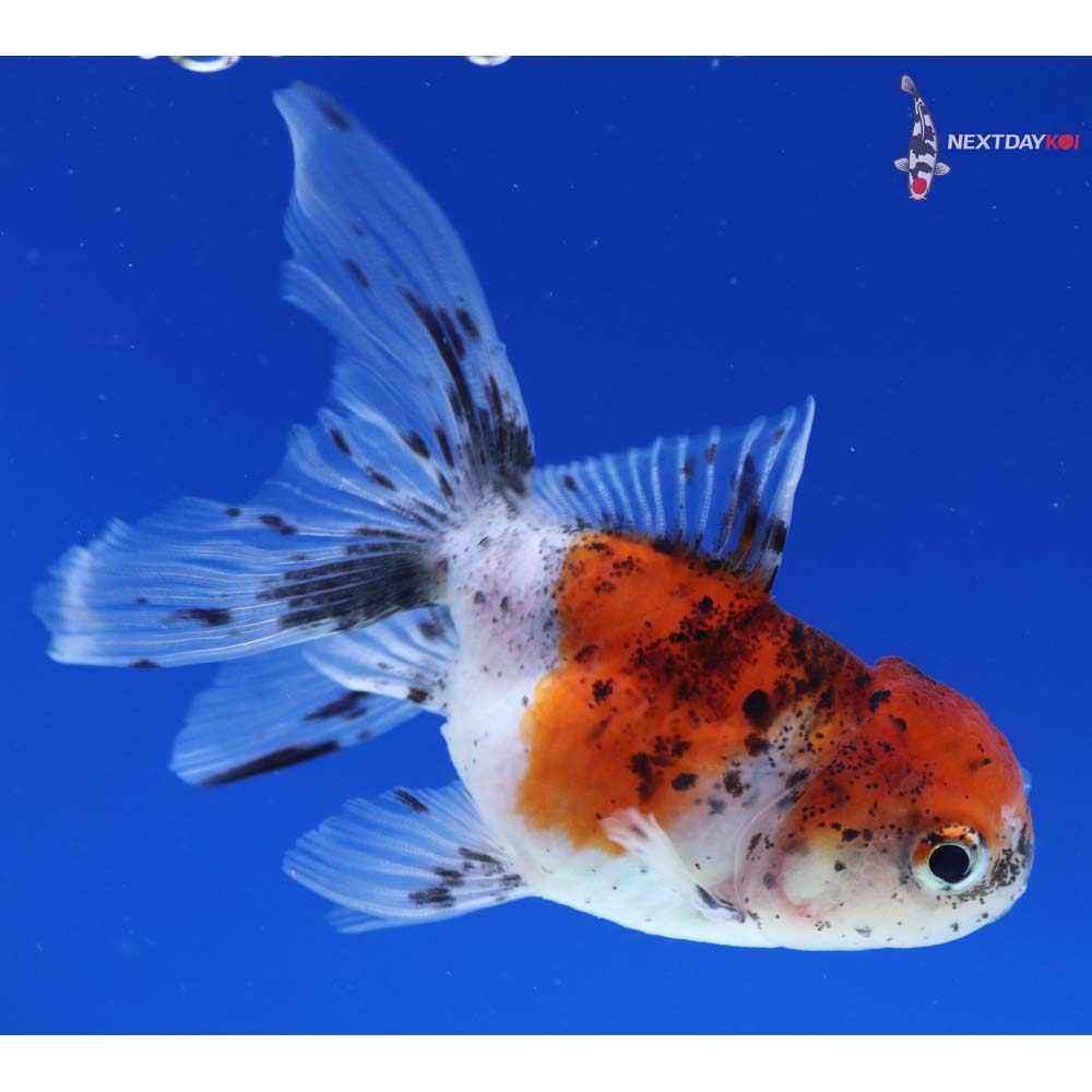 3.5” Imported Calico Oranda