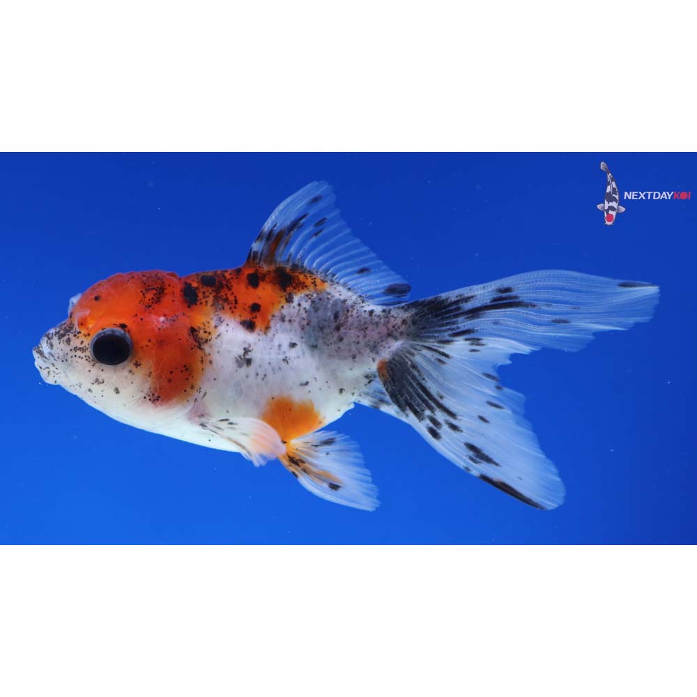 3.5” Imported Calico Oranda