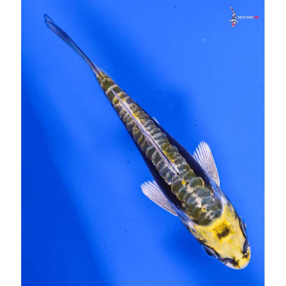 3.5” Imported Kin Kikokuryu