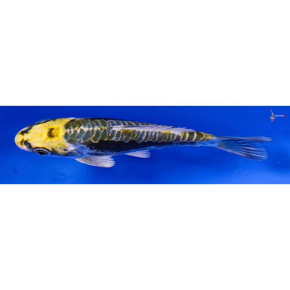 3.5” Imported Kin Kikokuryu