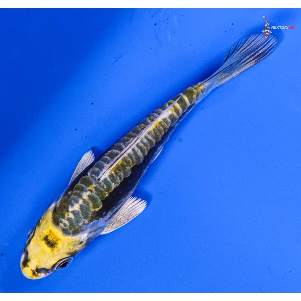 3.5” Imported Kin Kikokuryu