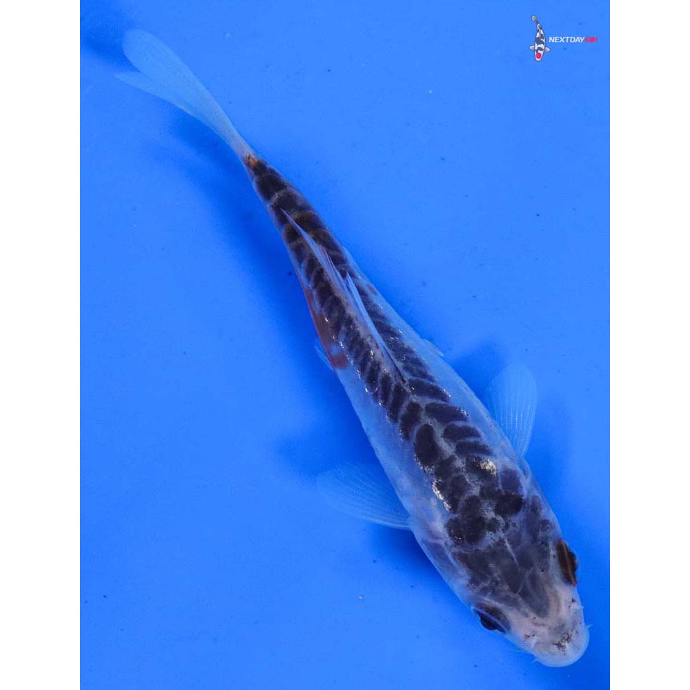 3.5” Imported Shusui