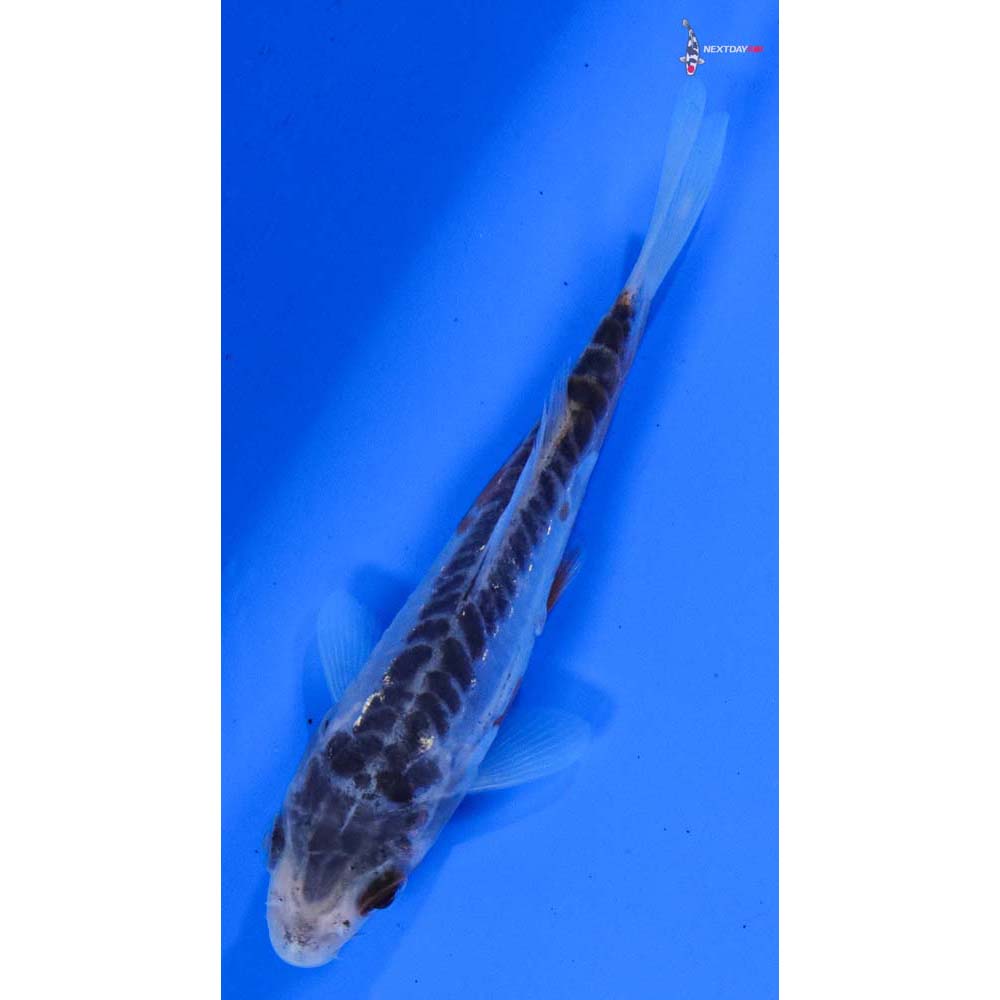 3.5” Imported Shusui