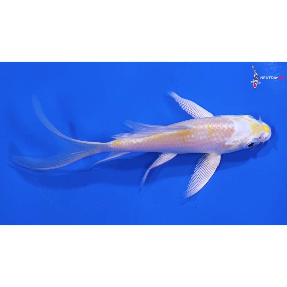 4.5” Imported Lemon Hariwake Butterfly Koi