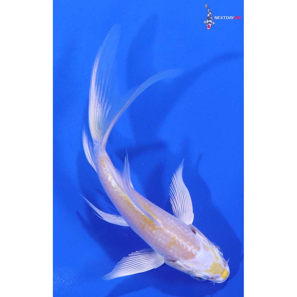 4.5” Imported Lemon Hariwake Butterfly Koi