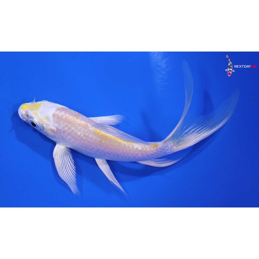 4.5” Imported Lemon Hariwake Butterfly Koi