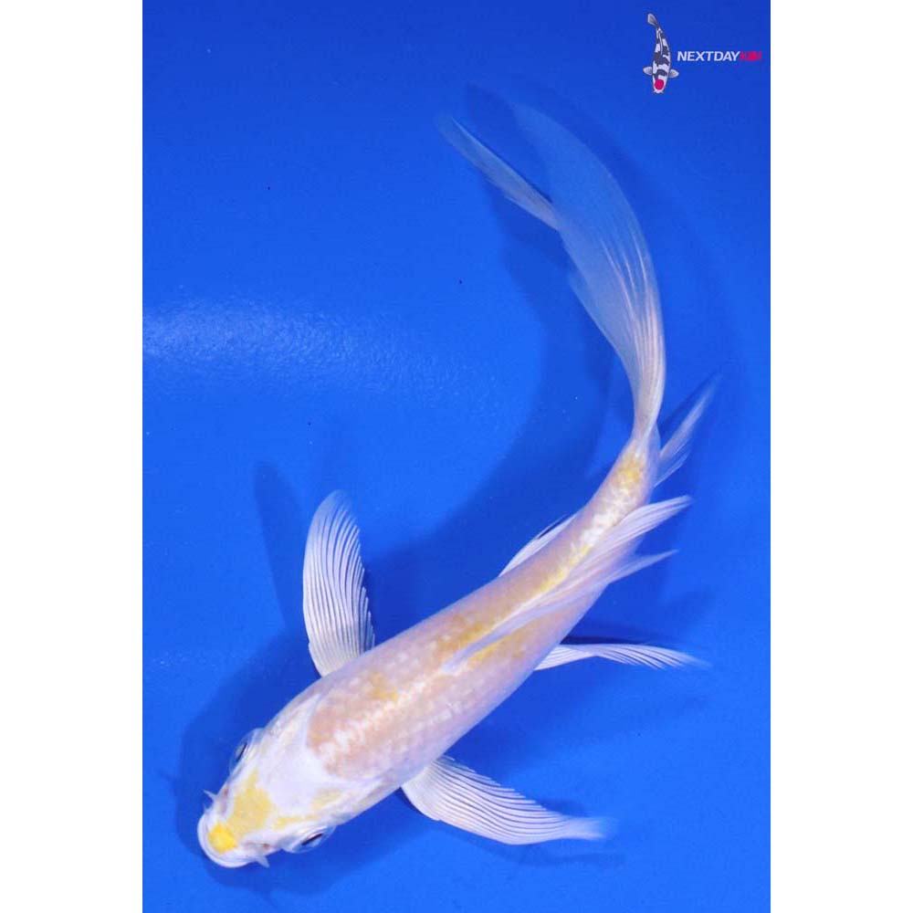 4.5” Imported Lemon Hariwake Butterfly Koi