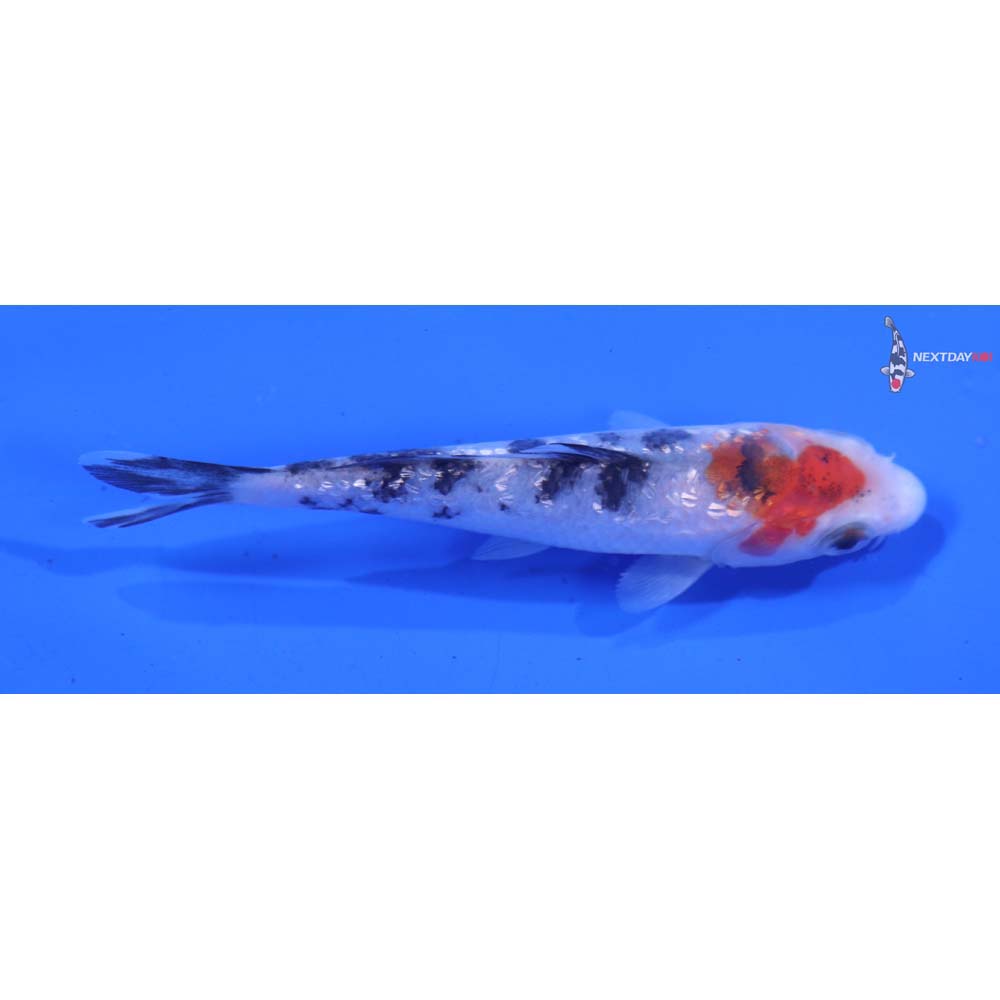 3.5” Imported Gin Rin Sanke
