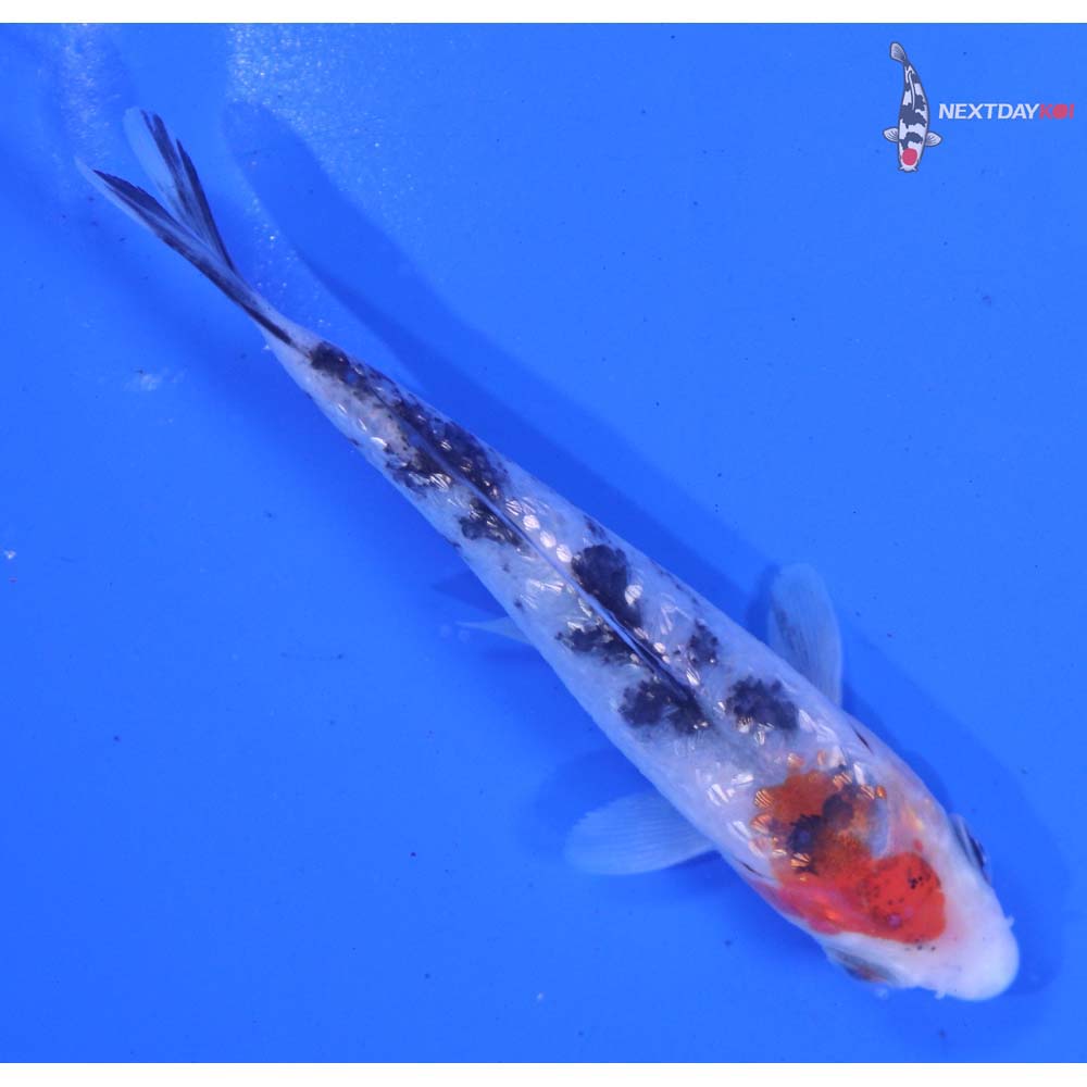 3.5” Imported Gin Rin Sanke