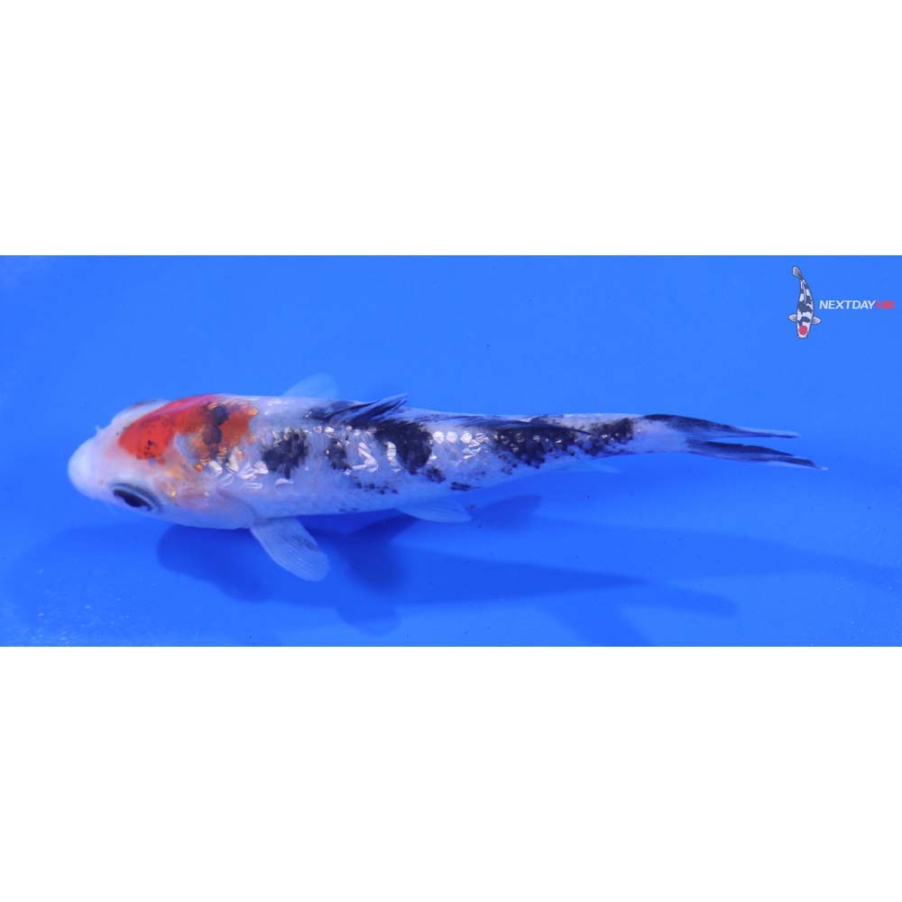 3.5” Imported Gin Rin Sanke