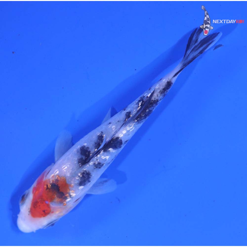 3.5” Imported Gin Rin Sanke