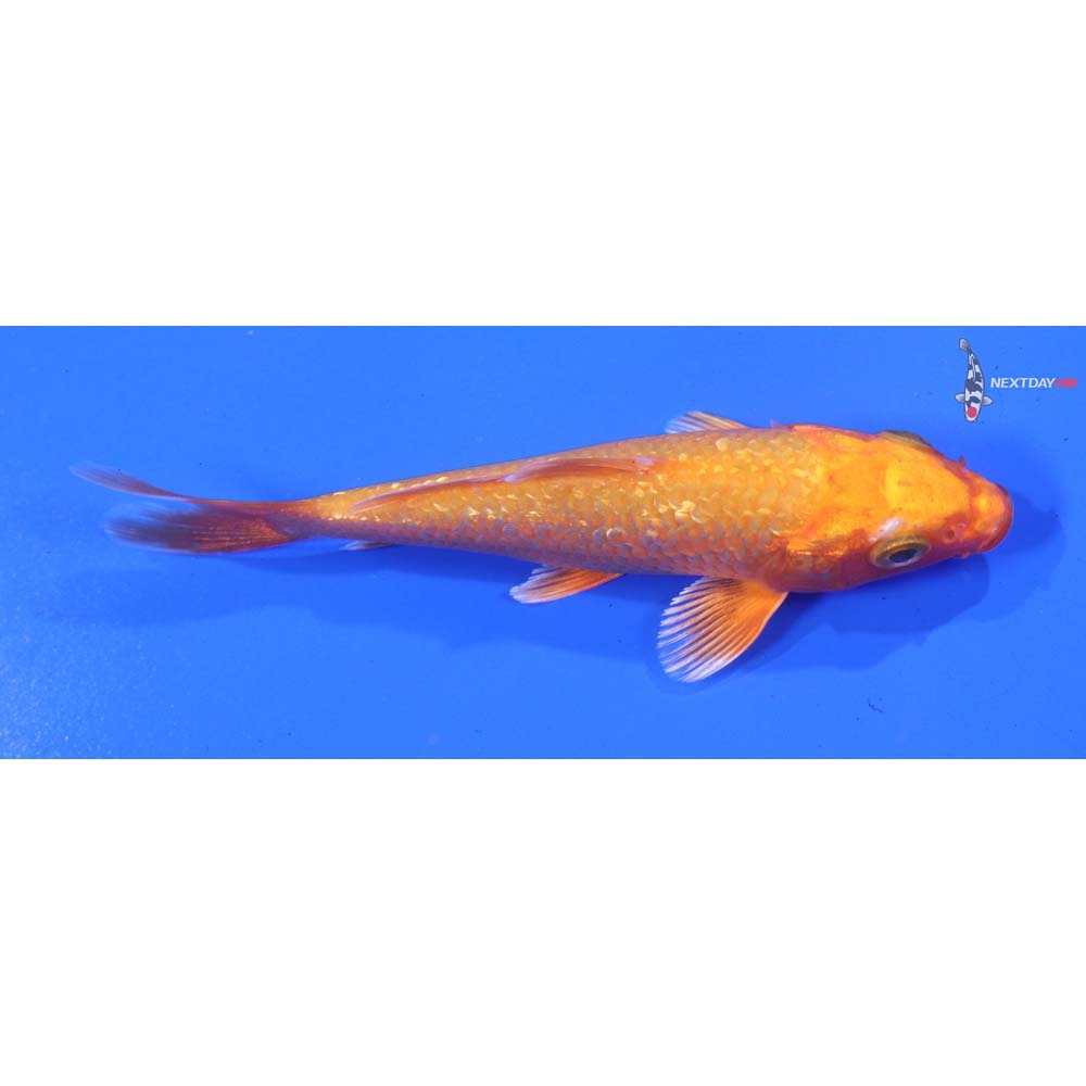 4” Imported Gin Rin Orenji Ogon